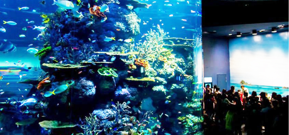  Bermain dengan Satwa Nusantara di Jakarta Aquarium