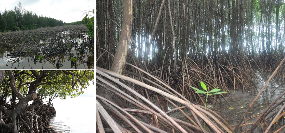  Hampir Dua Juta Hektare Mangrove di Indonesia Rusak