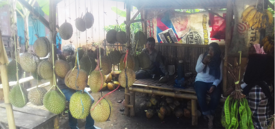  Makan Durian Zaman Now: Buru Langsung ke Kebunnya