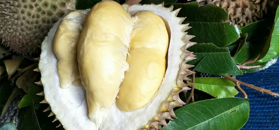  Ini Jawaban Mengapa ‘Si Honje’, Durian Pandeglang Hebohkan Netizen