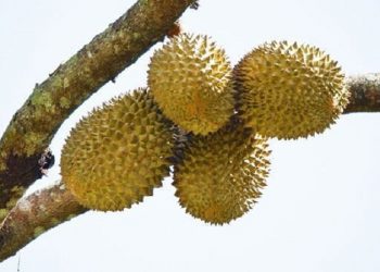 200.000 Kilogram Durian Montong Ludes Dalam 60 Detik
