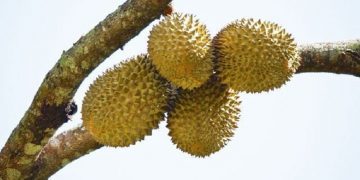 200.000 Kilogram Durian Montong Ludes Dalam 60 Detik