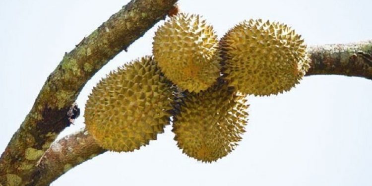 200.000 Kilogram Durian Montong Ludes Dalam 60 Detik