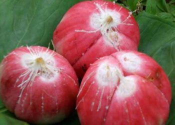 Salak Merah dari Padang Sidempuan