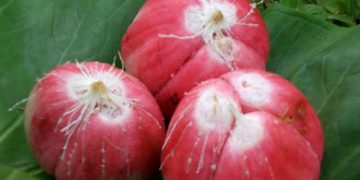 Salak Merah dari Padang Sidempuan