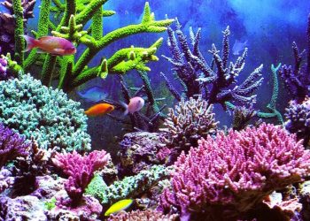 Aneh, Negara Maritim tetapi Tidak Punya Jurusan Pariwisata Maritim