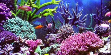 Aneh, Negara Maritim tetapi Tidak Punya Jurusan Pariwisata Maritim