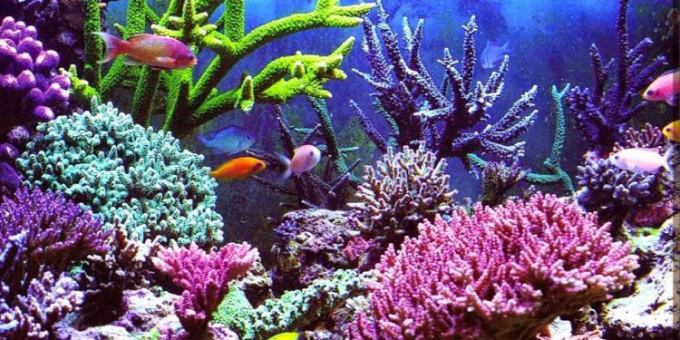 Aneh, Negara Maritim tetapi Tidak Punya Jurusan Pariwisata Maritim