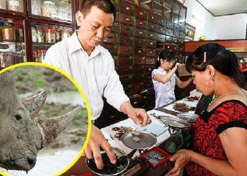 Tren Baru Pasar Tanduk Badak, dari Kesehatan ke Gengsi Status Kekayaan
