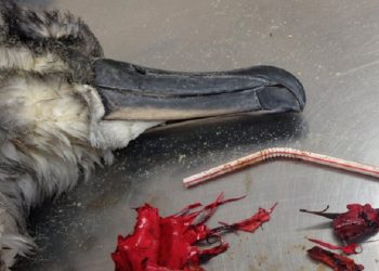 Selamatkan Bumi, Stop Gunakan Sedotan dan Adukan Plastik!