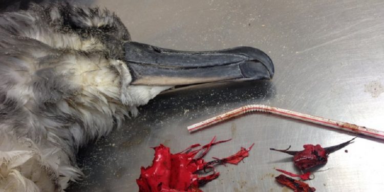 Selamatkan Bumi, Stop Gunakan Sedotan dan Adukan Plastik!