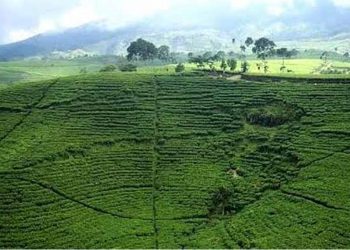 Wisata Kebun Teh Kemuning