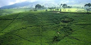 Wisata Kebun Teh Kemuning