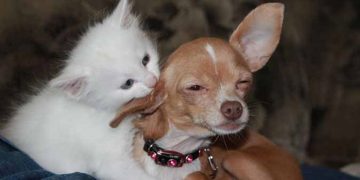 Lebih Cerdas Mana, Anjing atau Kucing?