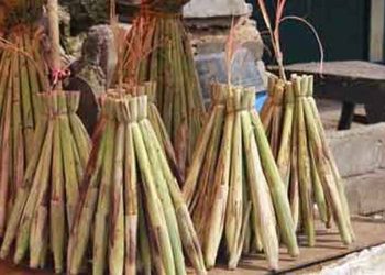 Sayur Lilin Khas Luwuk