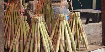 Sayur Lilin Khas Luwuk