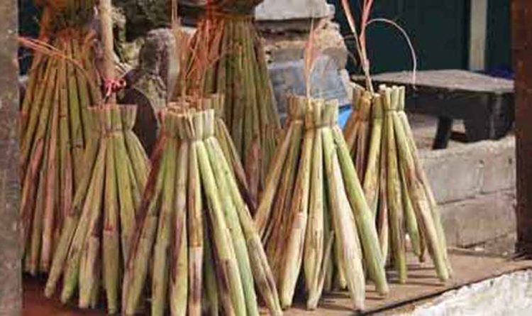 Sayur Lilin Khas Luwuk Jayakarta News