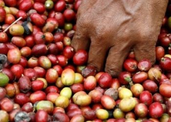 Pemkab Lany Jaya Apresiasi Polri Dukung Kemandirian Petani Kopi