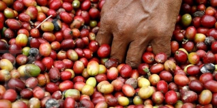 Pemkab Lany Jaya Apresiasi Polri Dukung Kemandirian Petani Kopi
