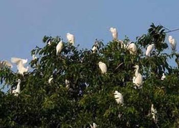 Burung Kokoan di Desa Petulu – Ubud