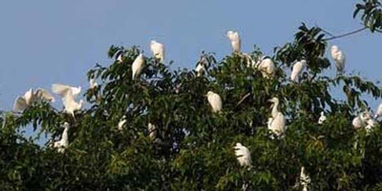Burung Kokoan di Desa Petulu – Ubud