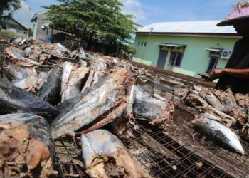Ikan Kayu Oleh-oleh  Khas Aceh