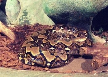 Viral, Video Seorang Ibu Ditelan Ular Piton