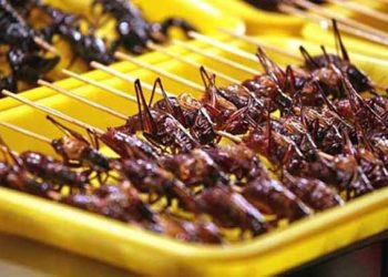 Manfaat Memakan Serangga Bagi Kesehatan