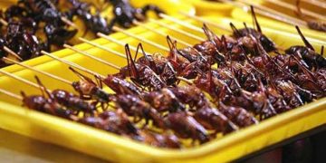 Manfaat Memakan Serangga Bagi Kesehatan