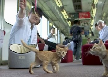 Sensasi Kafe Kucing Dalam Kereta di Jepang