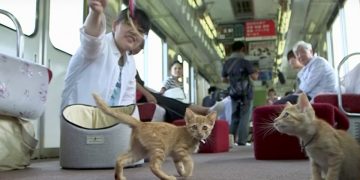 Sensasi Kafe Kucing Dalam Kereta di Jepang