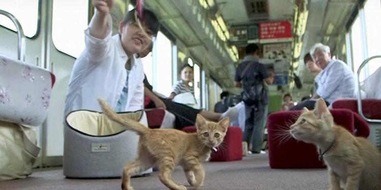 Sensasi Kafe Kucing Dalam Kereta di Jepang