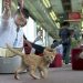 Sensasi Kafe Kucing Dalam Kereta di Jepang