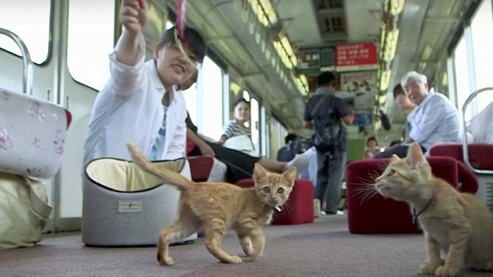  Sensasi Kafe Kucing Dalam Kereta di Jepang
