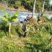 Giat Satgas Citarum Harum Sektor-10 Tetap Berlangsung Saat Idul Adha