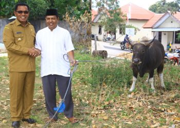 Sapi Bupati untuk Umat Muslim Saumlaki