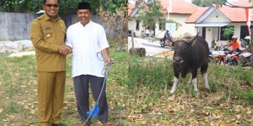 Sapi Bupati untuk Umat Muslim Saumlaki