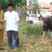 Sapi Bupati untuk Umat Muslim Saumlaki