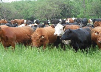 Bagaimana Memberi Makan 10 Miliar Manusia Tanpa Merusak Lingkungan?