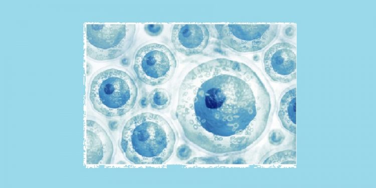 Apa itu Stem Cell, dan Apa yang Mereka Lakukan?