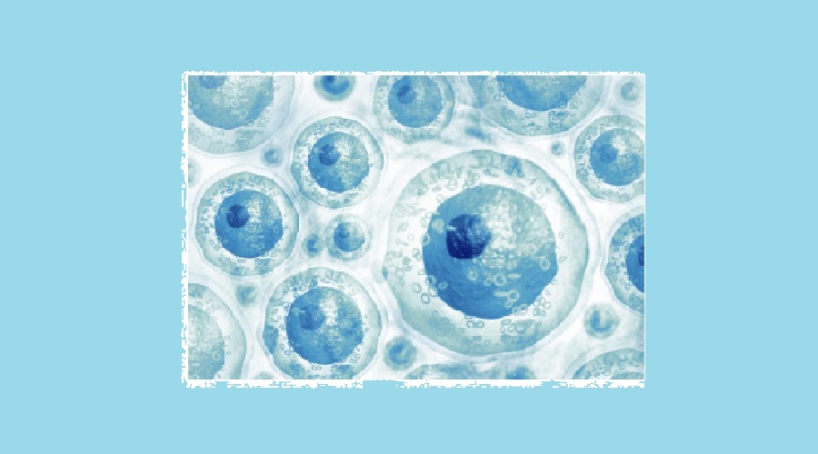  Apa itu Stem Cell, dan Apa yang Mereka Lakukan?