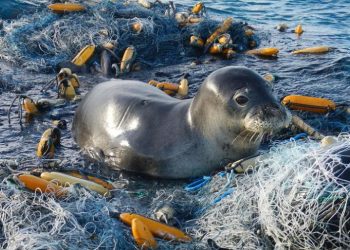 Harapan Baru Atasi Pencemaran Plastik di Laut