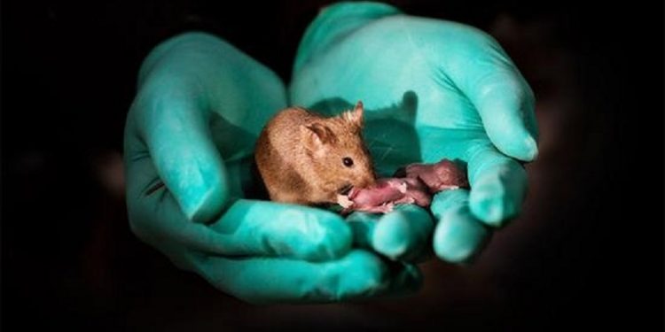 Eksperimen: Dua Induk Sejenis Hasilkan  Anak Normal