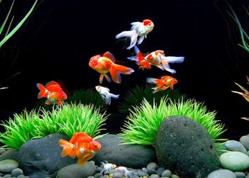 Ingin Beruntung? Carilah Ikan di Pasar Parung