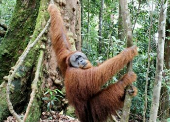 Pilih Mana, Orang Utan atau Gajah?