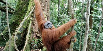 Pilih Mana, Orang Utan atau Gajah?