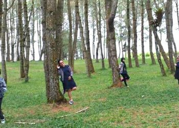Menikmati Danau Toba dari Taman Pinus