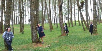 Menikmati Danau Toba dari Taman Pinus