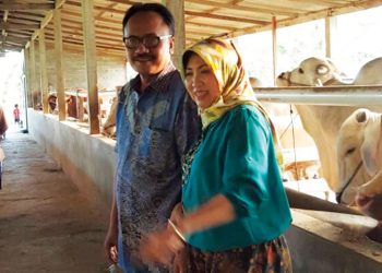 Peternakan Sapi di Tepi Hutan Jati
