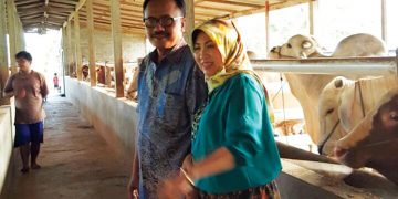 Peternakan Sapi di Tepi Hutan Jati
